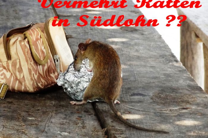 Wie bemerke ich einen Rattenbefall?